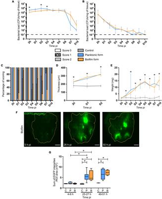 Differential Early in vivo Dynamics and Functionality of Recruited Polymorphonuclear Neutrophils After Infection by Planktonic or Biofilm Staphylococcus aureus